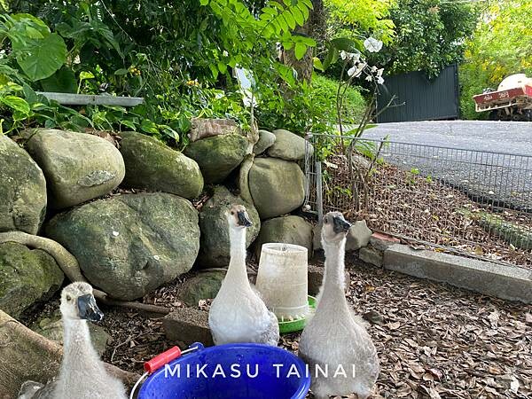 台南網美景點 仙湖農場 俗女養成記2 民宿 無邊境游泳池 無邊界泳池 可愛動物 親子農場 農場環境介紹