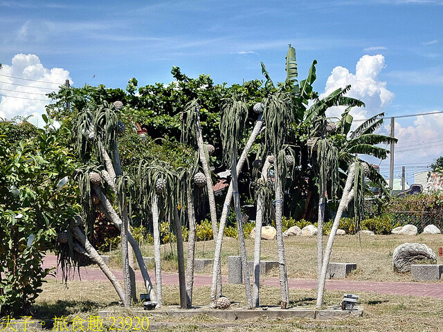 23920.jpg - 高雄永安烏林投步道 20220619 23920.jpg - 高雄永安烏林投步道 20220619