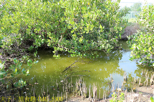 IMG_5300.jpg - 高雄永安濕地 20220615 IMG_5300.jpg - 高雄永安濕地 20220615