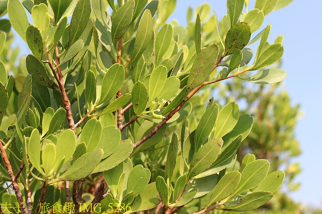 IMG_5286.jpg - 高雄永安濕地 20220615 IMG_5286.jpg - 高雄永安濕地 20220615