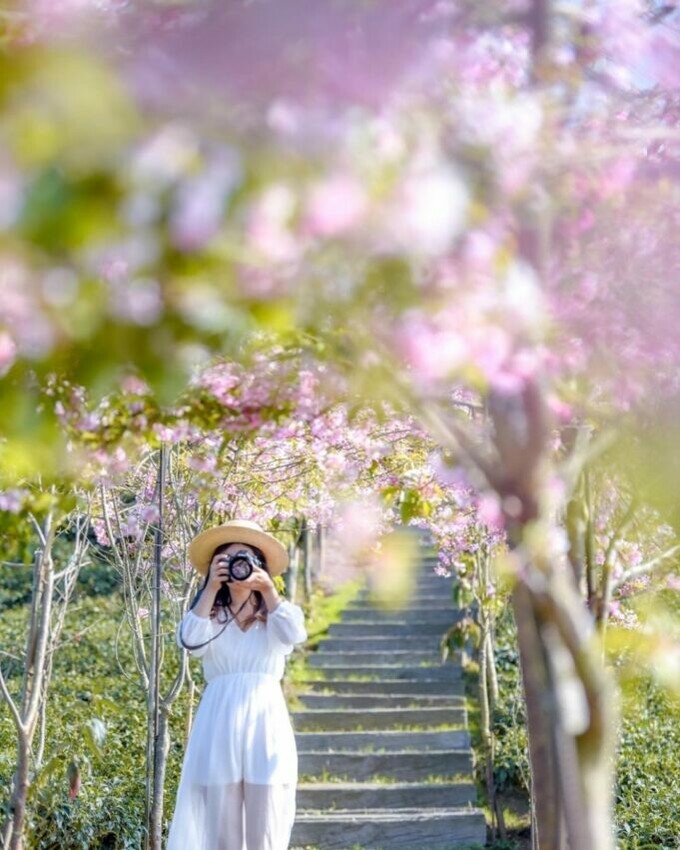 竹山景點八卦茶園