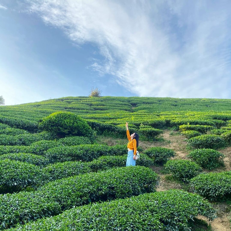 嘉義梅山一日遊 雲之南步道