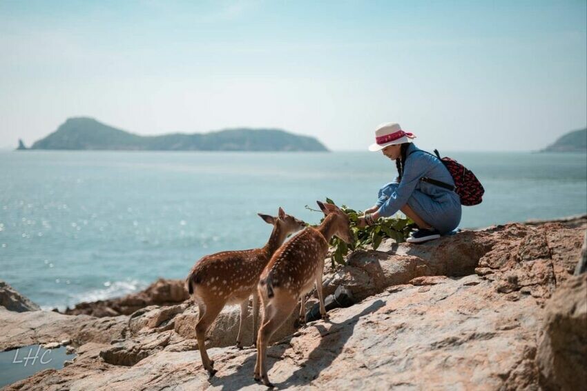 馬祖旅遊大坵島梅花鹿
