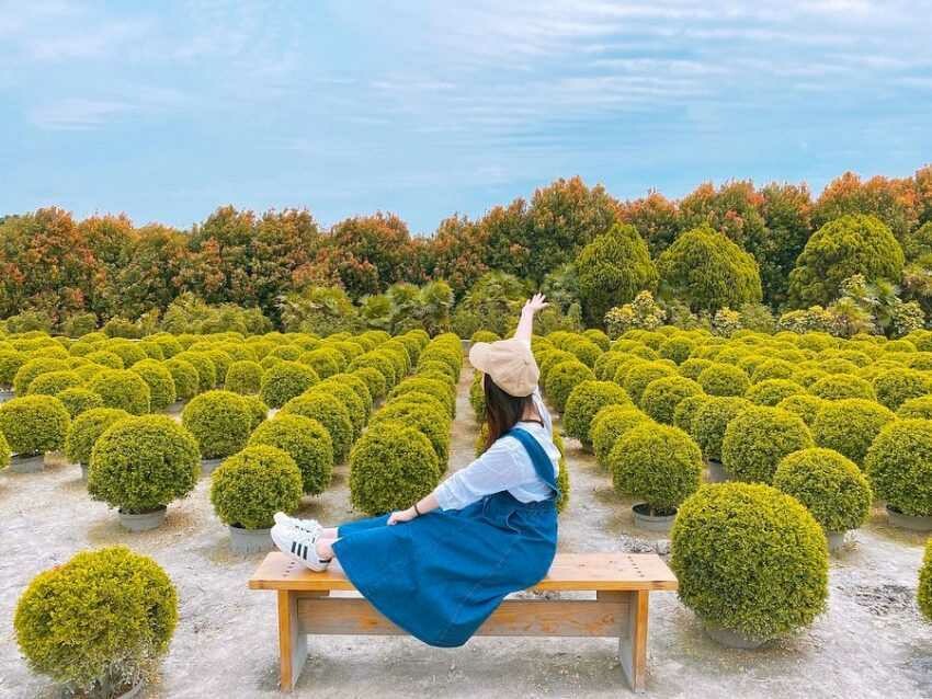 彰化打卡景點 |#5 田尾波波草