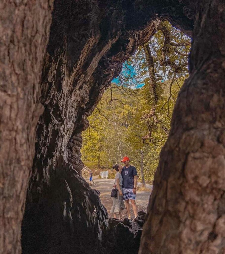 南投景點推薦 :茄苳神木 國姓景點 南投國姓一日遊 南投國姓IG 網美景點 南投秘境景點 南投私房景點 南投打卡景點 南投新景點 南投一日遊行程 2021景點