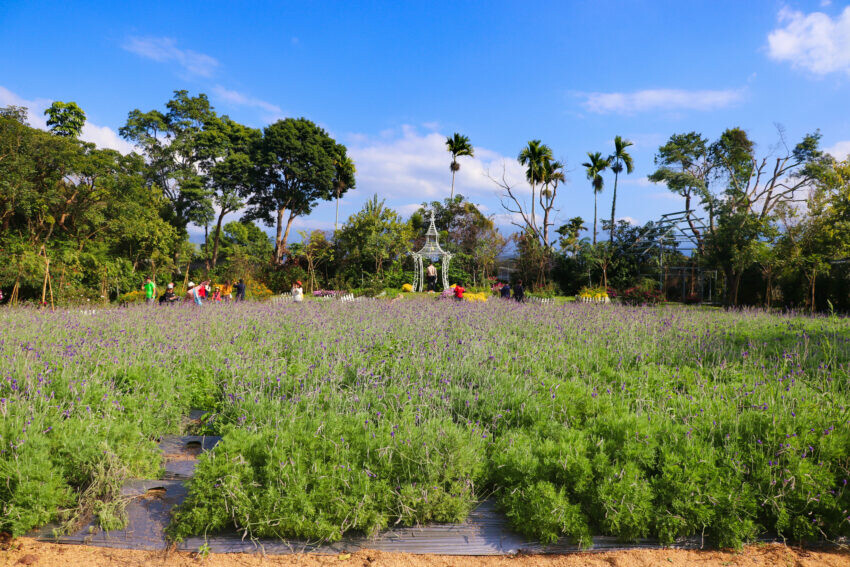花露休閒農場 薰衣草