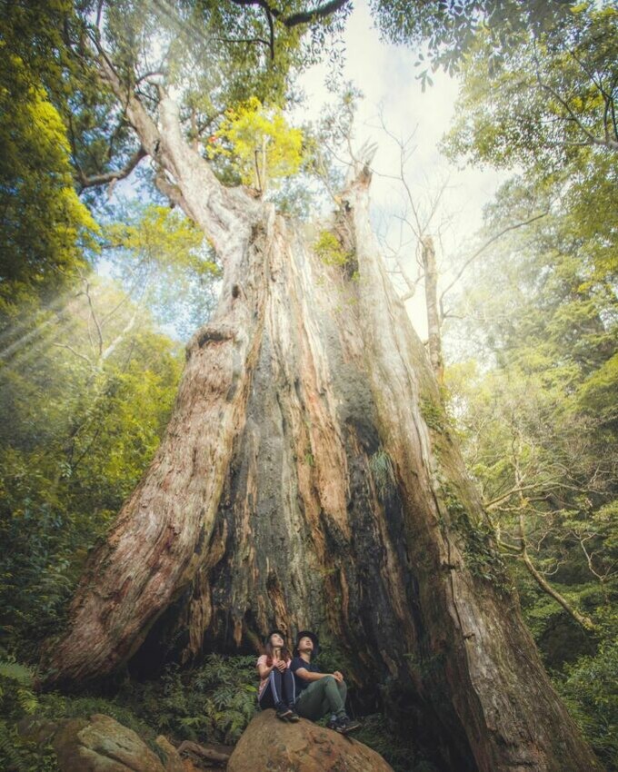 新竹景點推薦 ｜#6 北得拉曼巨木步道