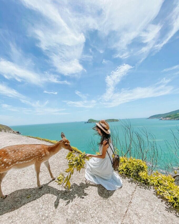馬祖旅遊大坵島梅花鹿