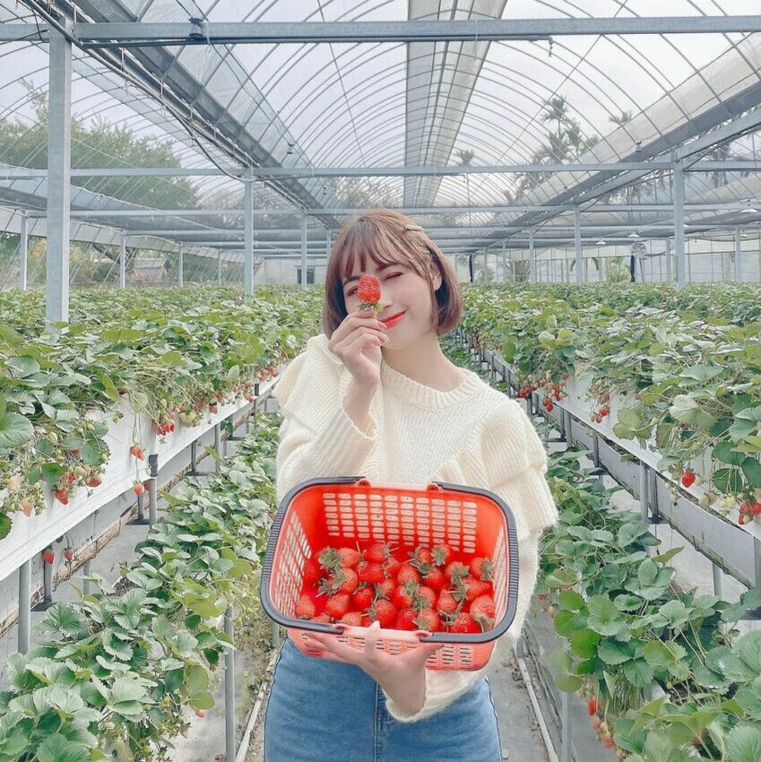 灣潭玫瑰草莓園