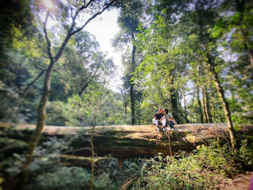 新竹景點推薦鎮西堡神木群