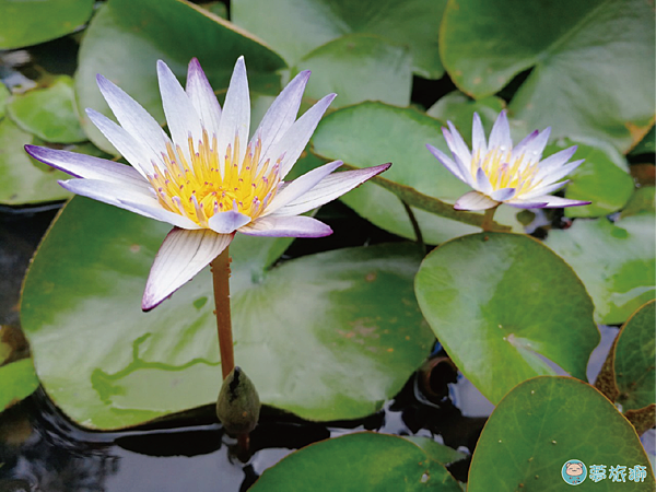 國定古蹟老廟-大龍峒保安宮 07.png 國定古蹟老廟-大龍峒保安宮 07.png