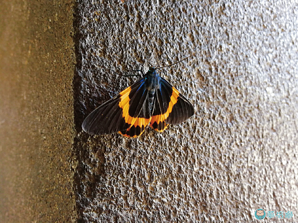 國定古蹟老廟-大龍峒保安宮 03.png 國定古蹟老廟-大龍峒保安宮 03.png