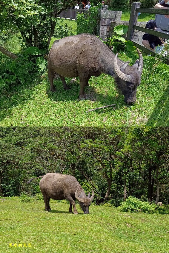 2022 0624冷擎步道陽明山021