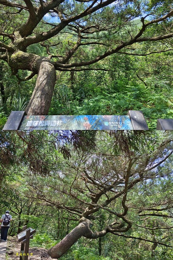 2022 0624冷擎步道陽明山014