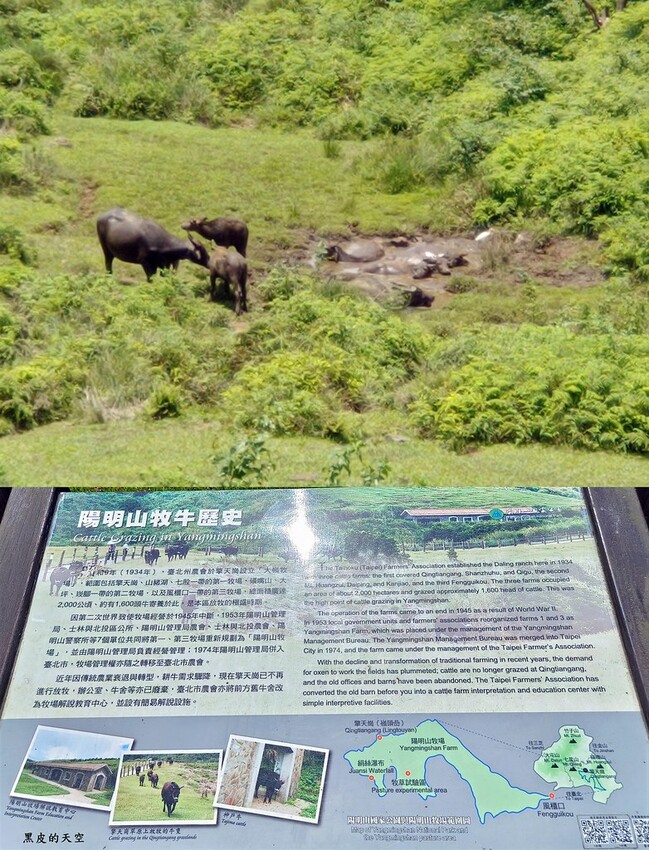 2022 0624冷擎步道陽明山022