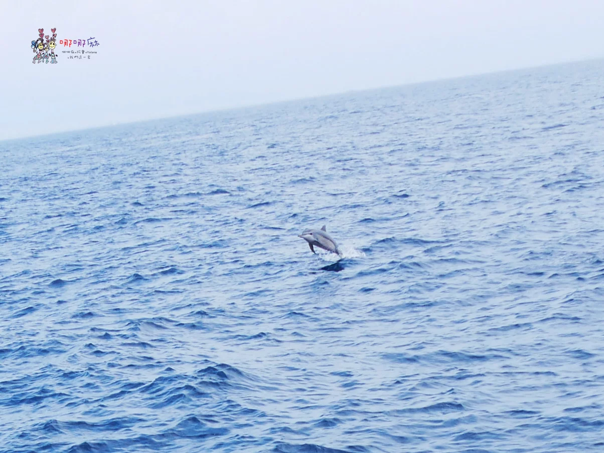 賞鯨了啦！看完海豚和牛奶海，再到漁港體驗DIY海鮮料理