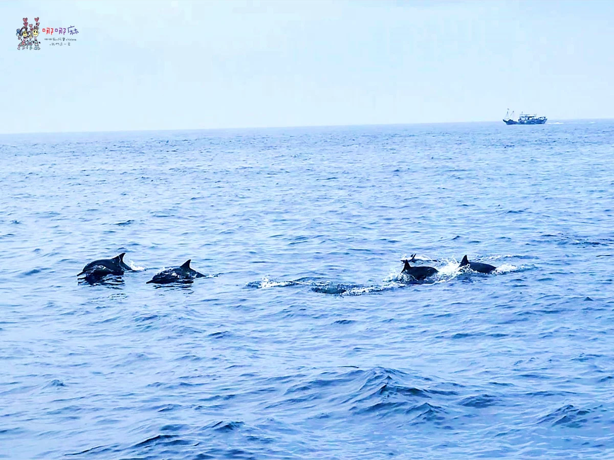 賞鯨了啦！看完海豚和牛奶海，再到漁港體驗DIY海鮮料理