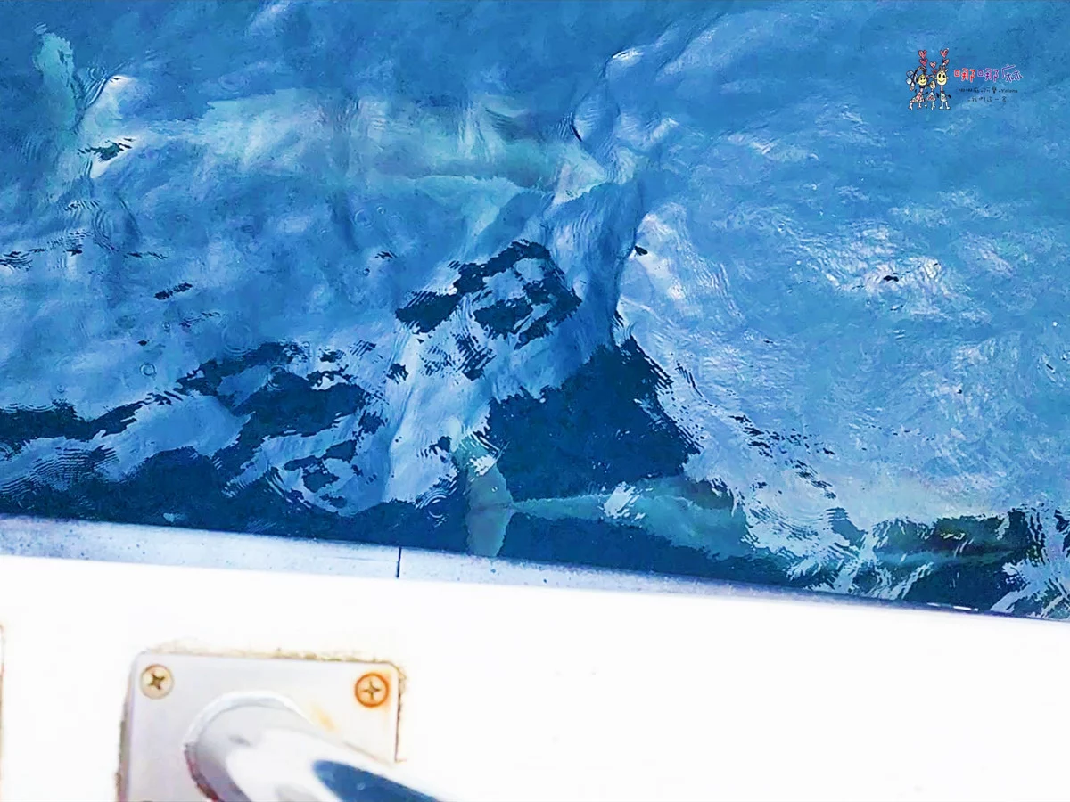 賞鯨了啦！看完海豚和牛奶海，再到漁港體驗DIY海鮮料理