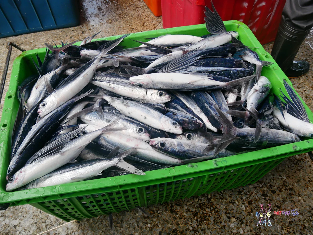 賞鯨了啦！看完海豚和牛奶海，再到漁港體驗DIY海鮮料理