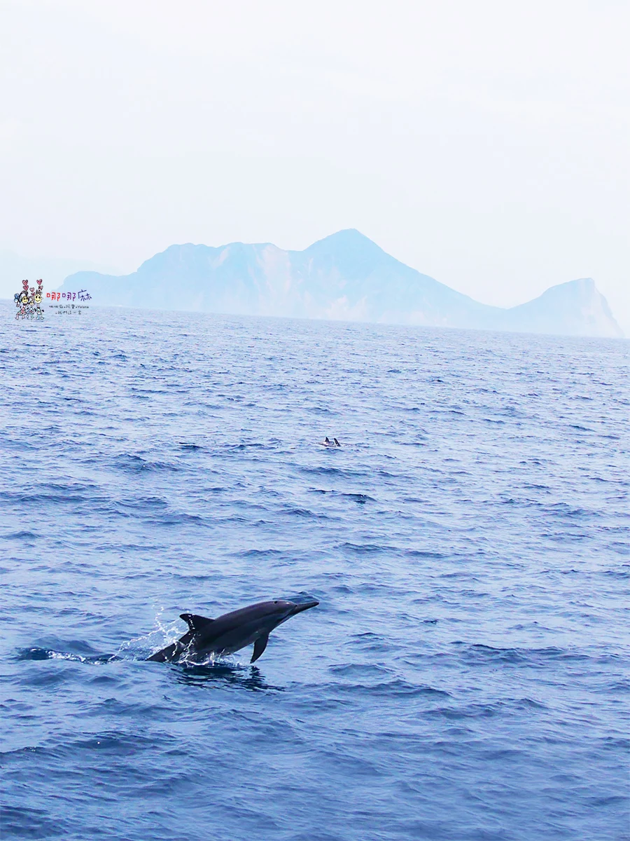 賞鯨了啦！看完海豚和牛奶海，再到漁港體驗DIY海鮮料理