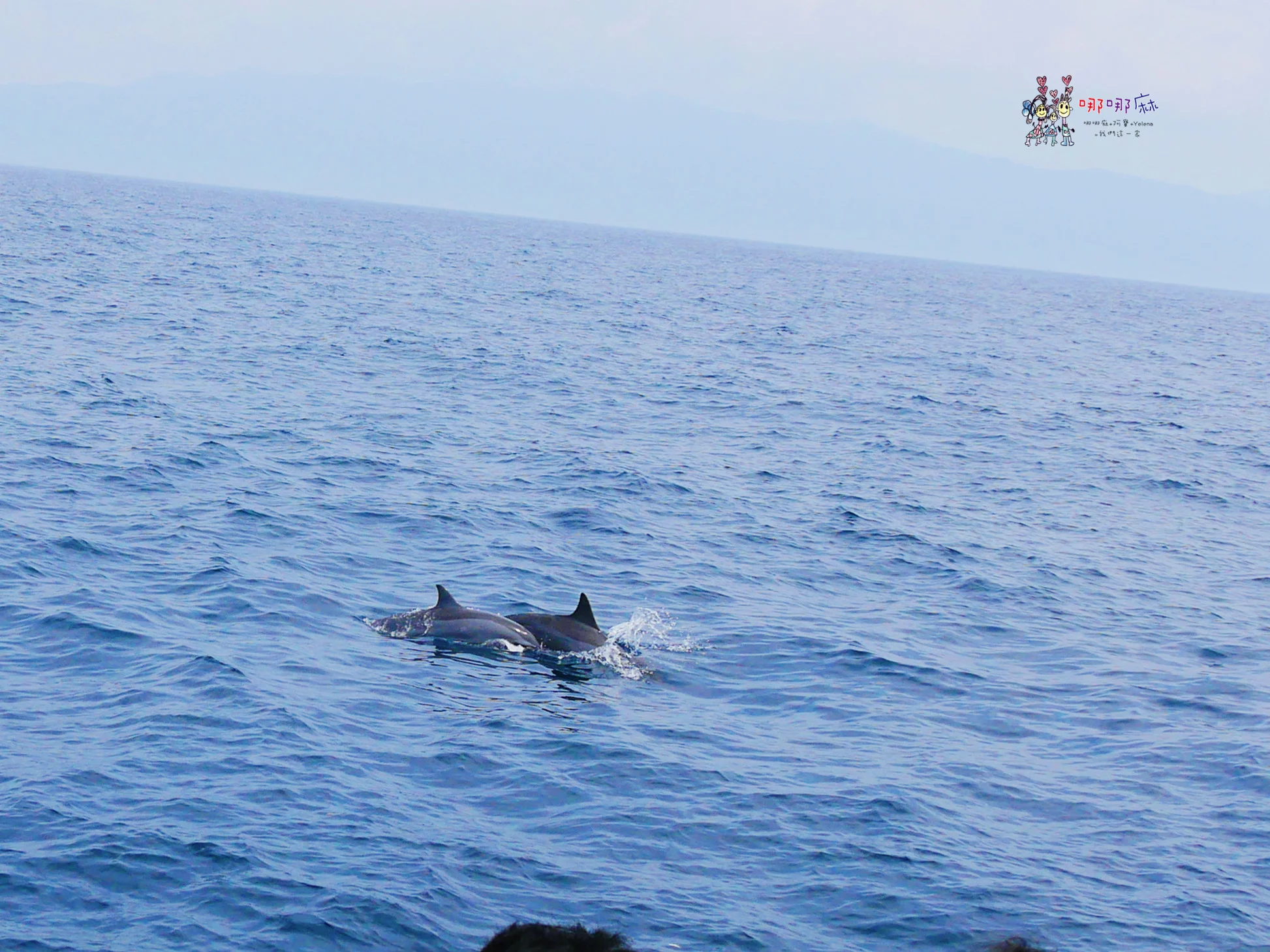 賞鯨了啦！看完海豚和牛奶海，再到漁港體驗DIY海鮮料理