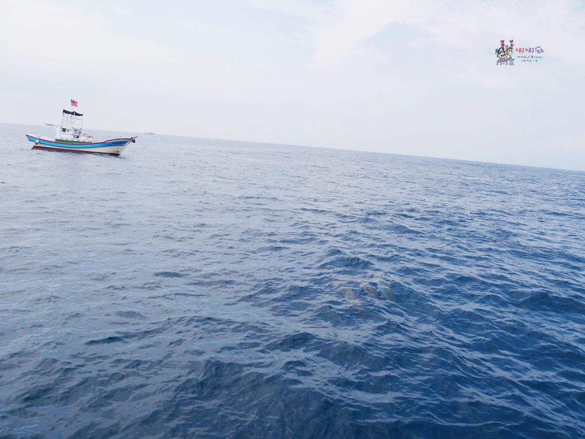 賞鯨了啦！看完海豚和牛奶海，再到漁港體驗DIY海鮮料理