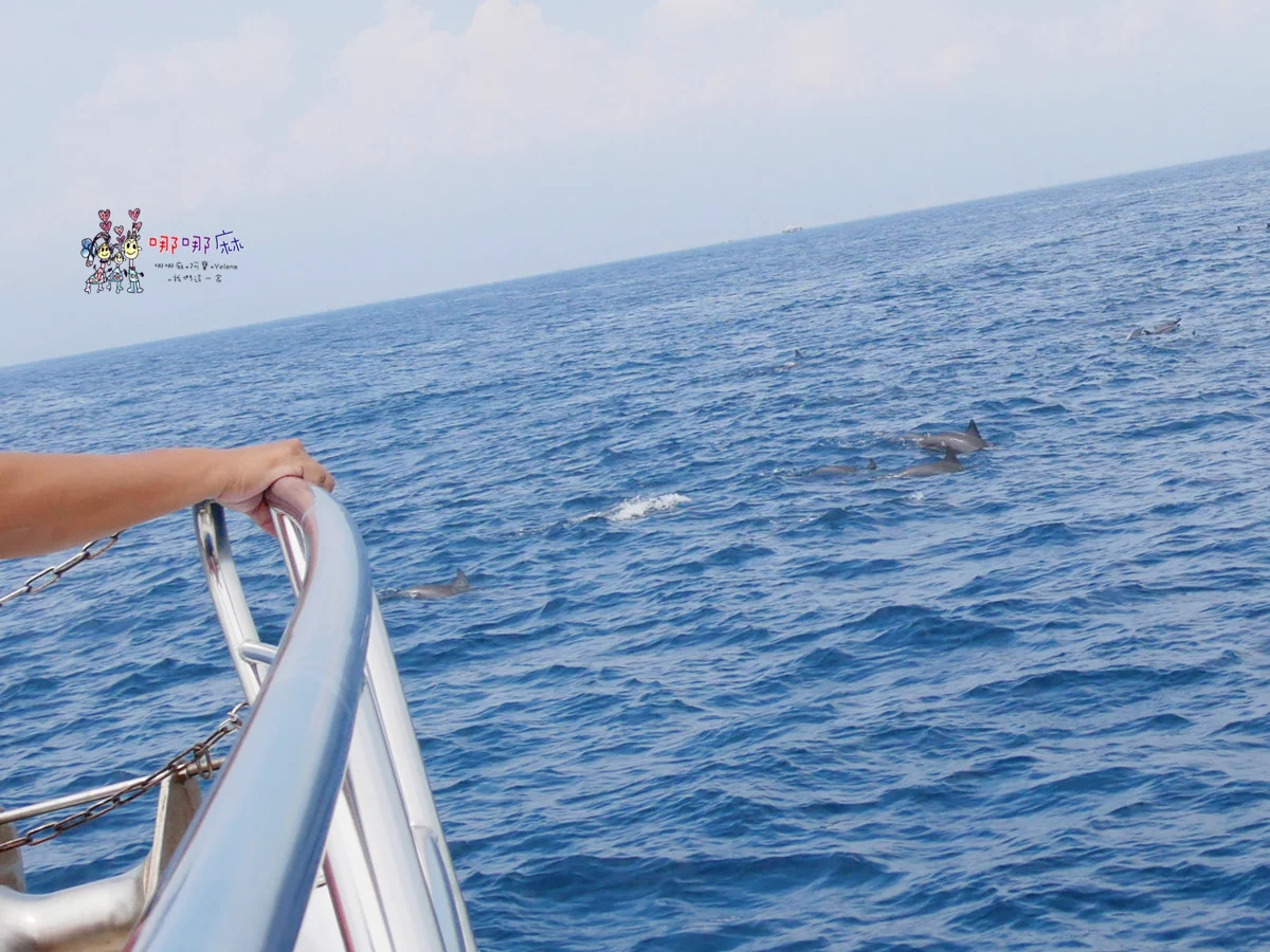 賞鯨了啦！看完海豚和牛奶海，再到漁港體驗DIY海鮮料理