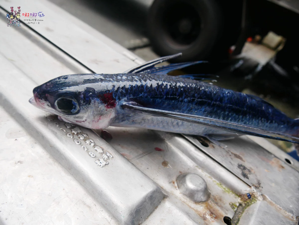 賞鯨了啦！看完海豚和牛奶海，再到漁港體驗DIY海鮮料理