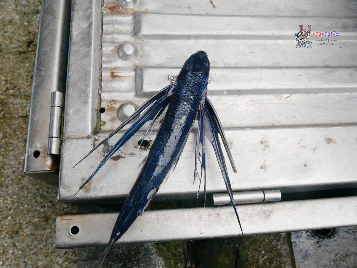 賞鯨了啦！看完海豚和牛奶海，再到漁港體驗DIY海鮮料理