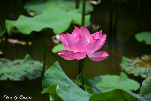 2022桃園蓮花季-荷你相癒~一連八週.週週都有精彩活動等你來探索 @Bernice的隨手筆記