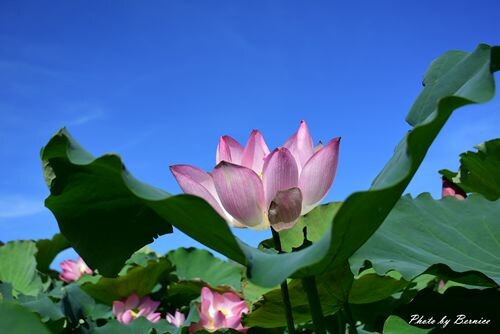 雙溪上林荷花園~新北稼日蒔光戀戀雙溪荷所在 @Bernice的隨手筆記