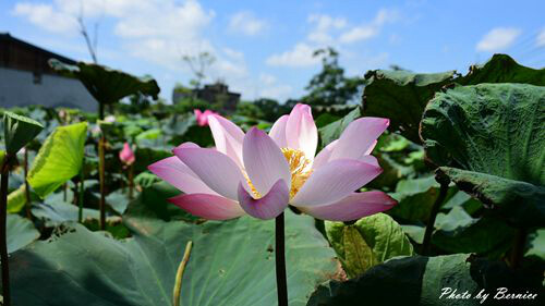 2022桃園蓮花季-荷你相癒~一連八週.週週都有精彩活動等你來探索 @Bernice的隨手筆記