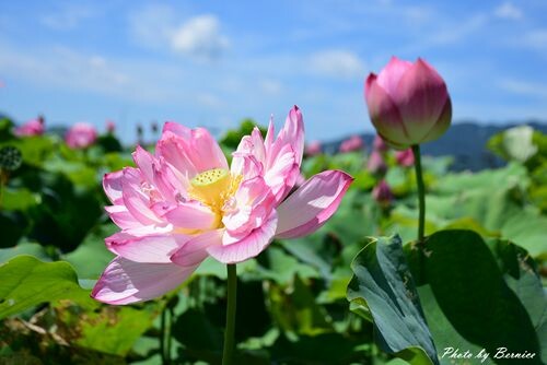 2022桃園蓮花季-荷你相癒~一連八週.週週都有精彩活動等你來探索 @Bernice的隨手筆記