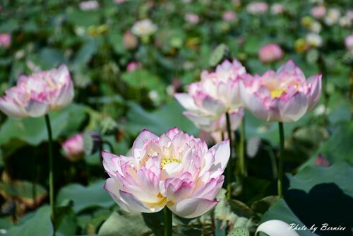 2022桃園蓮花季-荷你相癒~一連八週.週週都有精彩活動等你來探索 @Bernice的隨手筆記