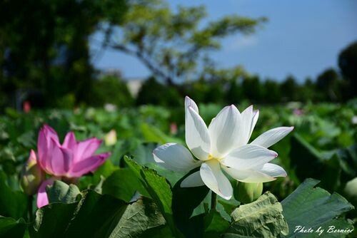 雙溪上林荷花園~新北稼日蒔光戀戀雙溪荷所在 @Bernice的隨手筆記