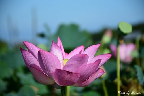 2022桃園蓮花季-荷你相癒~一連八週.週週都有精彩活動等你來探索 @Bernice的隨手筆記