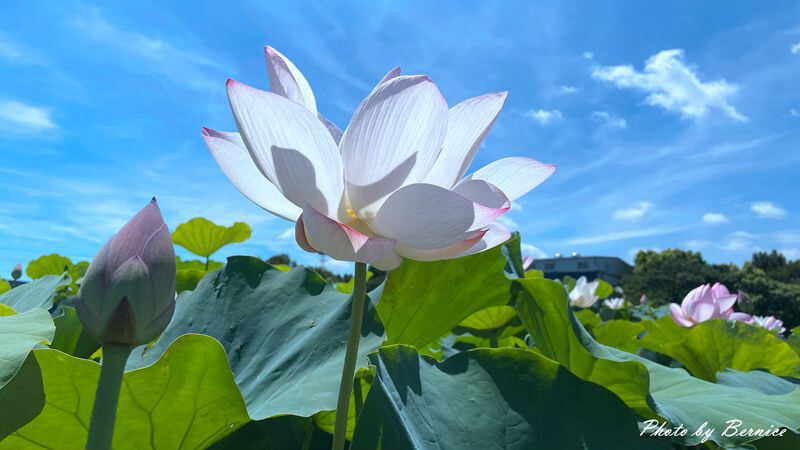 雙溪上林荷花園~新北稼日蒔光戀戀雙溪荷所在 @Bernice的隨手筆記
