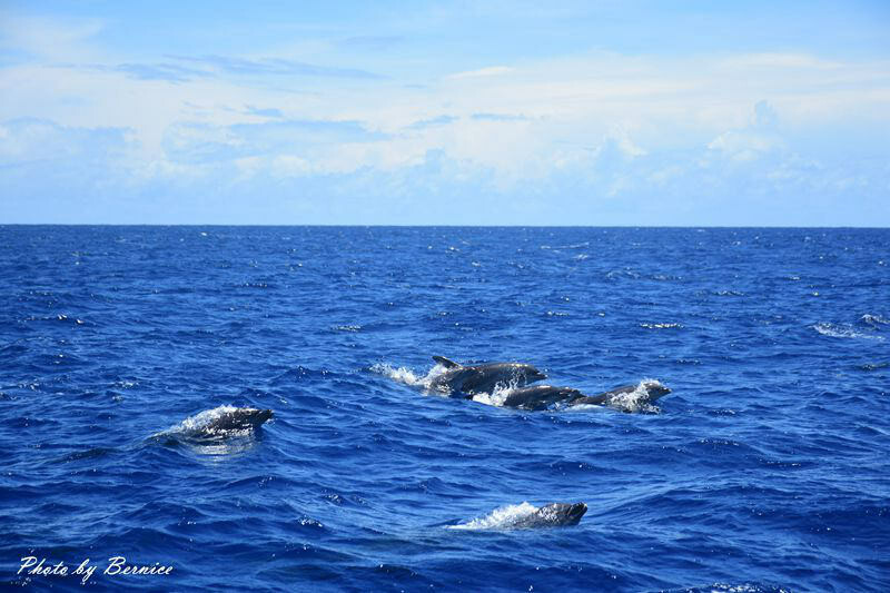 宜蘭友善賞鯨之旅~龜山島繞島賞鯨豚X漁村廚房DIY魚料理X新景點-川岩River Stone @Bernice的隨手筆記