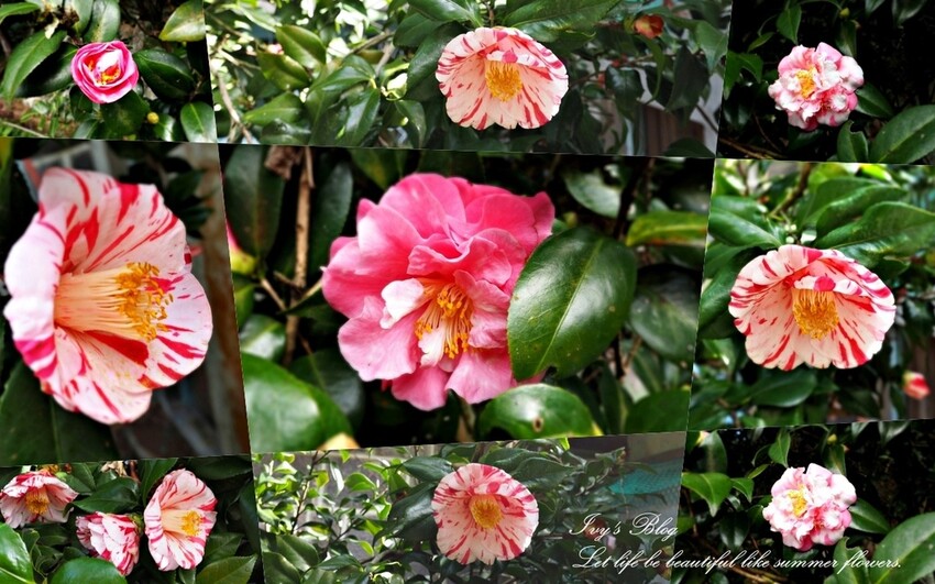 台北//北投區//登山趣//中正山親山環狀步道