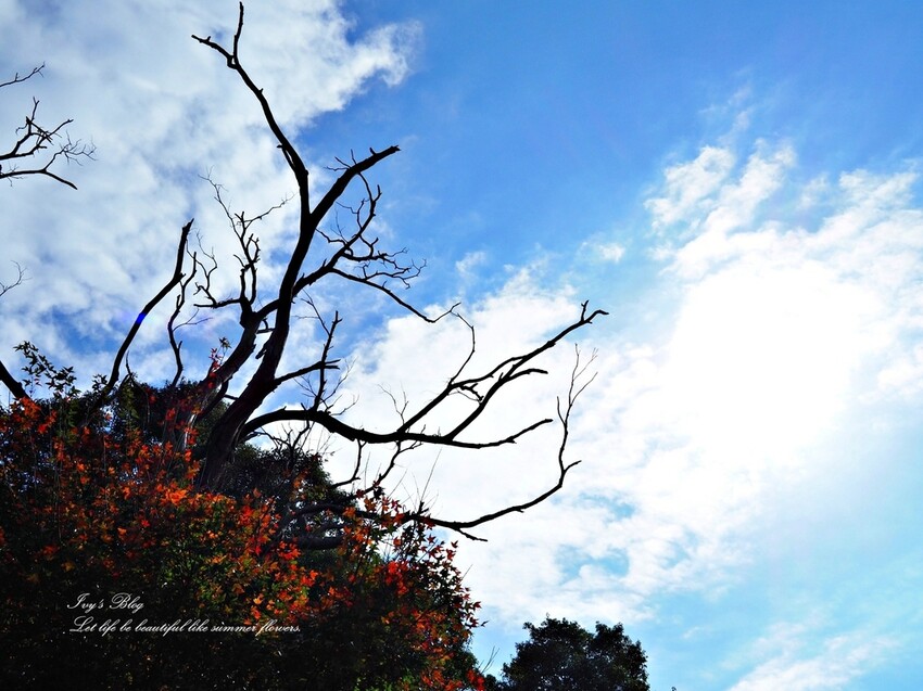 台北//北投區//登山趣//中正山親山環狀步道