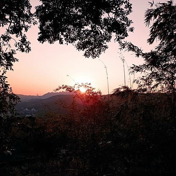 【走。遊台北賞花趣】北投區櫻花隧道