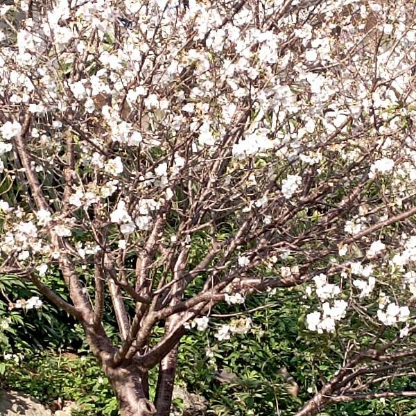 【走。遊台北賞花趣】北投區櫻花隧道