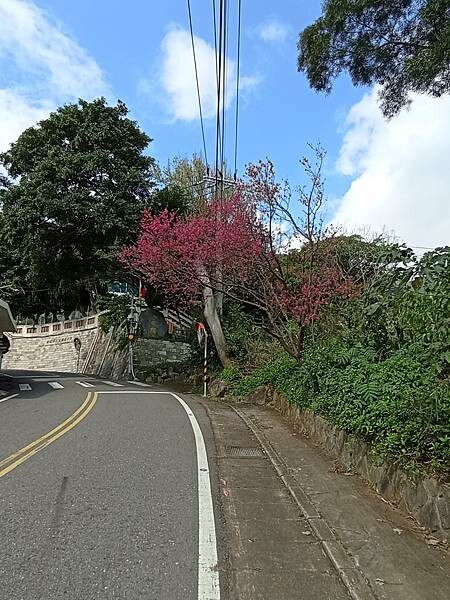 【走。遊台北賞花趣】北投區櫻花隧道