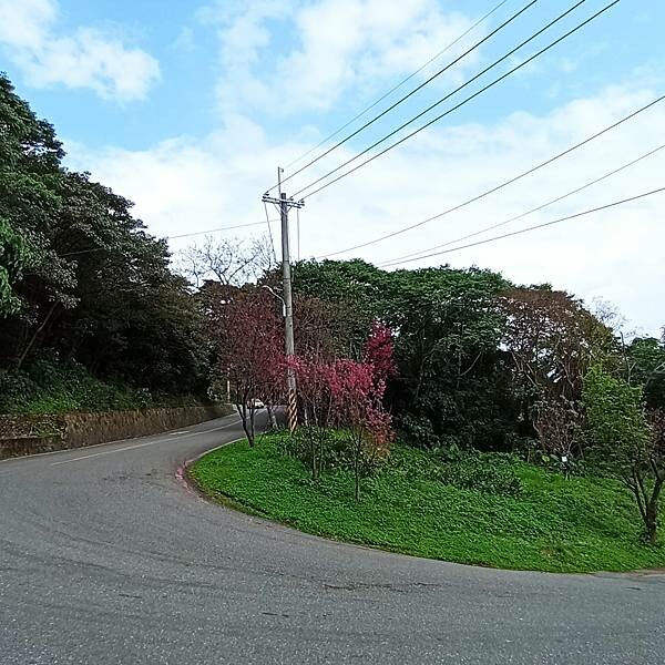 【走。遊台北賞花趣】北投區櫻花隧道