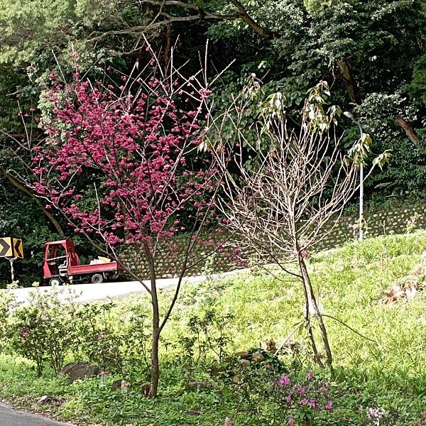 【走。遊台北賞花趣】北投區櫻花隧道