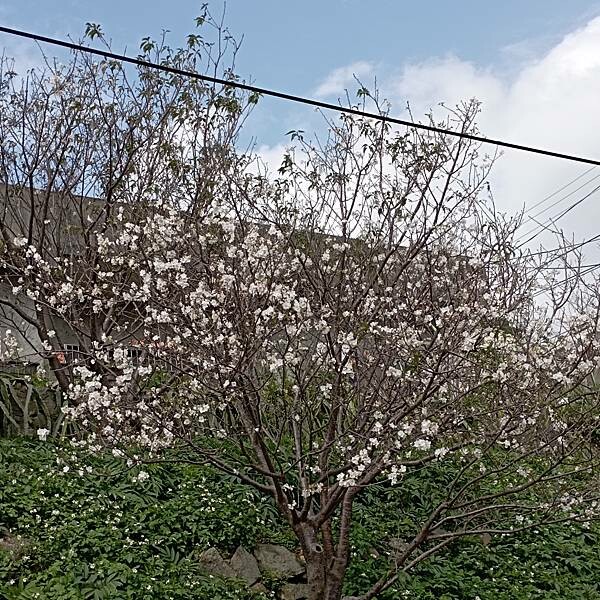 【走。遊台北賞花趣】北投區櫻花隧道