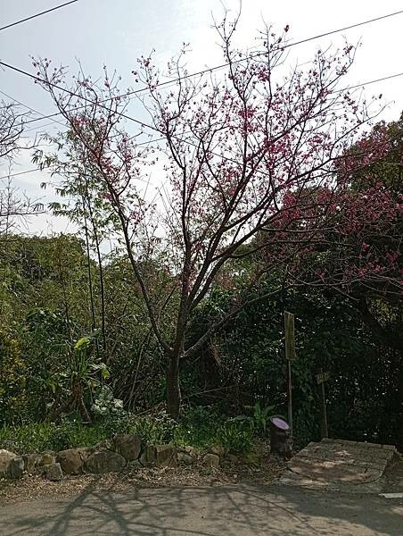 【走。遊台北賞花趣】北投區櫻花隧道