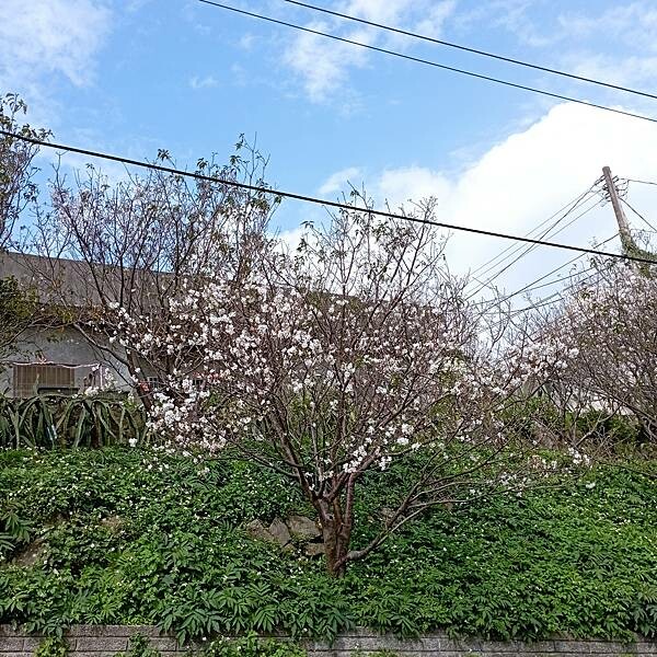 【走。遊台北賞花趣】北投區櫻花隧道