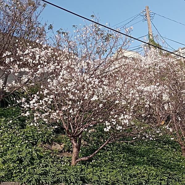 【走。遊台北賞花趣】北投區櫻花隧道