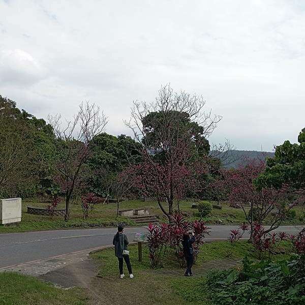 【走。遊台北賞花趣】北投區櫻花隧道